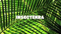 Forum sur les insectes : entomologie, identification, élevage, tout y passe !