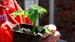 Plant Tomatoes In Containers For Early Start