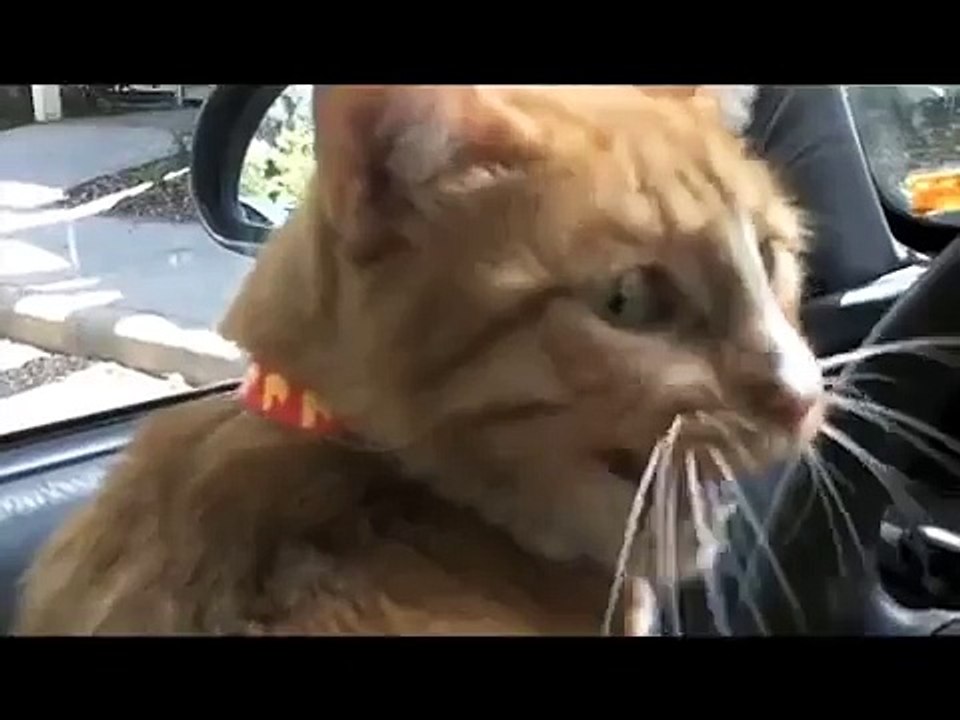 Cats Meowing and Talking Compilation Video