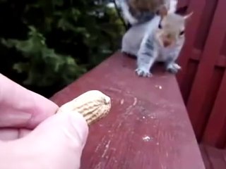 Squirrel trust issues!