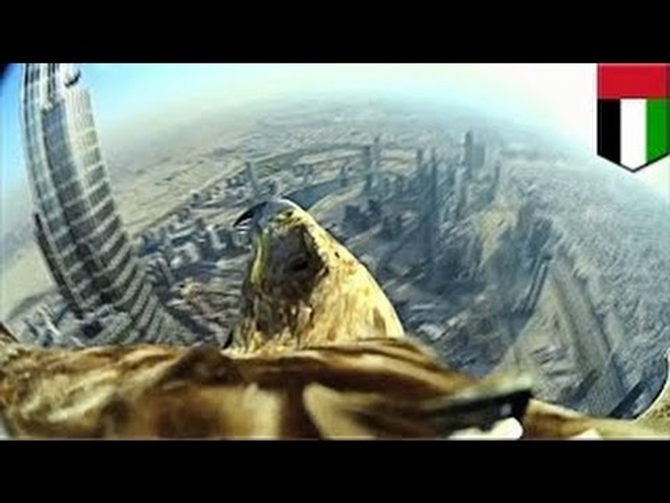 Полёт орла в прямом эфире! Орлиный взгляд на зе...