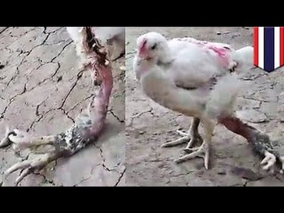Курица о четырёх ногах, и никто её не ест!