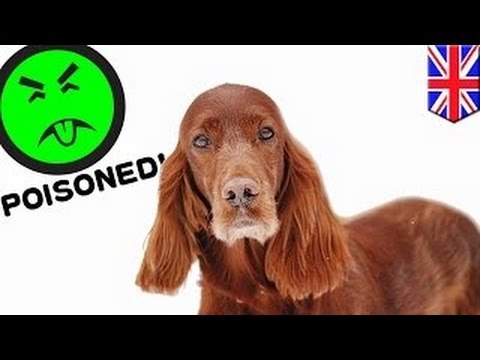 Собака погибла, отравившись во время собачьей выставки