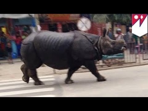 Огромный носорог напал на жителей деревни в южном Непале