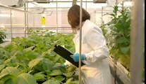 Step Inside British American Tobacco's Research Labs