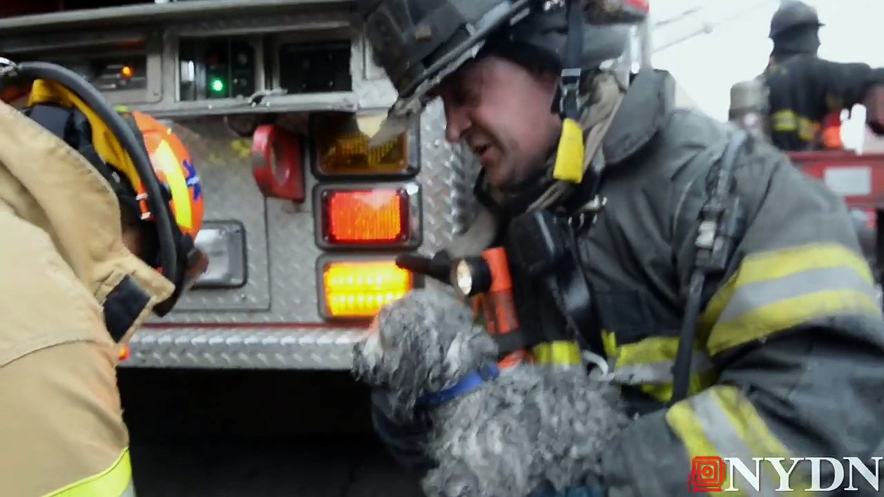 Dog rescued from devastating Brooklyn fire