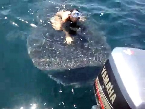 Whale Shark Surfing
