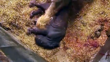 Kopenhagdaki hayvanat bahçesinde 35 yıl beklenen yavru...