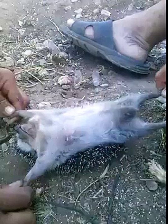 tell me what is this