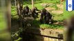 Brave animals caught on camera: Courageous gorilla saves sister from moat at Israeli zoo