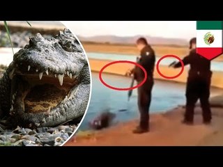 Crocodile attack: Mexican cop machine guns croc in video