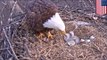 Bald Eagle hatching: 250 years since last nesting, Bald Eagles appear in Pittsburgh, Pennsylvania