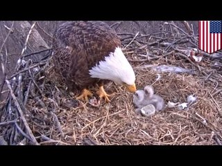 Bald Eagle hatching: 250 years since last nesting, Bald Eagles appear in Pittsburgh, Pennsylvania