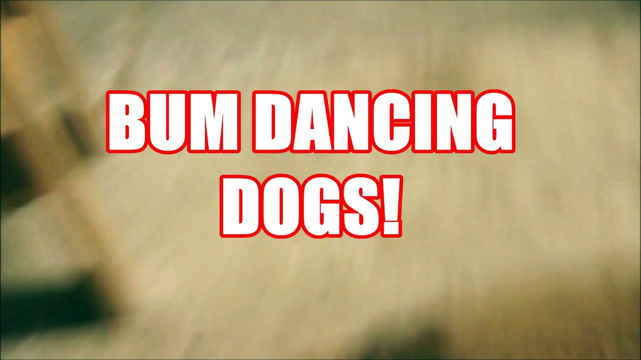 Bum Dancing dogs like to get stick together!