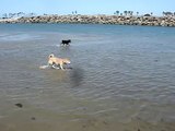 Shiba Inu Dog Beach San Diego/OB