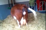 Cow giving birth!