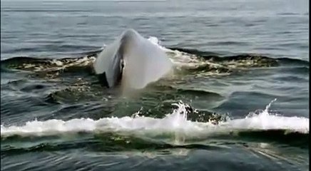 La ballena Azul: el animal mas grande del mundo