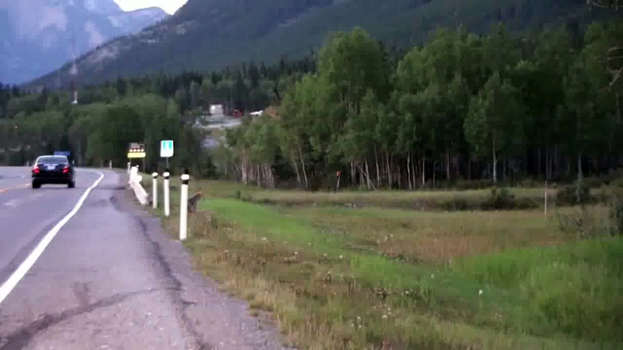 Coyote vs Cougar