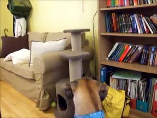 Honey the Great Dane & Muesli the Kitten: The Evolution of a Friendship