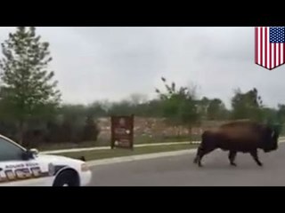 EVASION D’UN ANIMAL: un bison est filmé tenter de fuir la police.