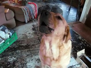 GUARANTEED TO MAKE YOUR DOG HOWL