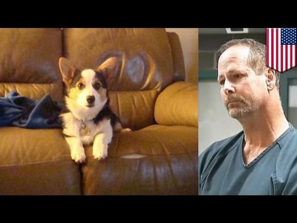 Nachbar tötet Corgi Molly eiskalt