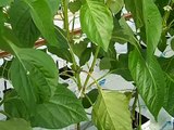 Growing Peppers: first pruning and blooming.