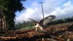 Red Tailed Hawk Trapping Falconry Bal-Chatri Trap