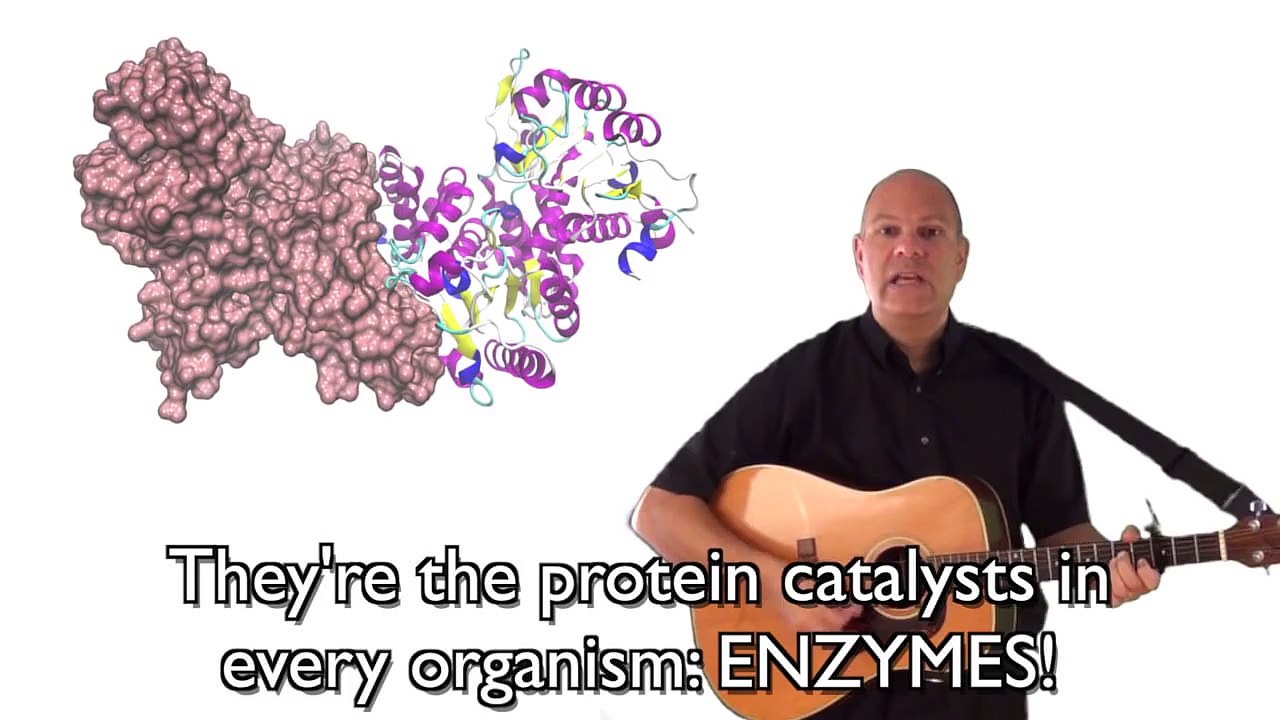 Enzymes: Mr. W's Enzyme Song