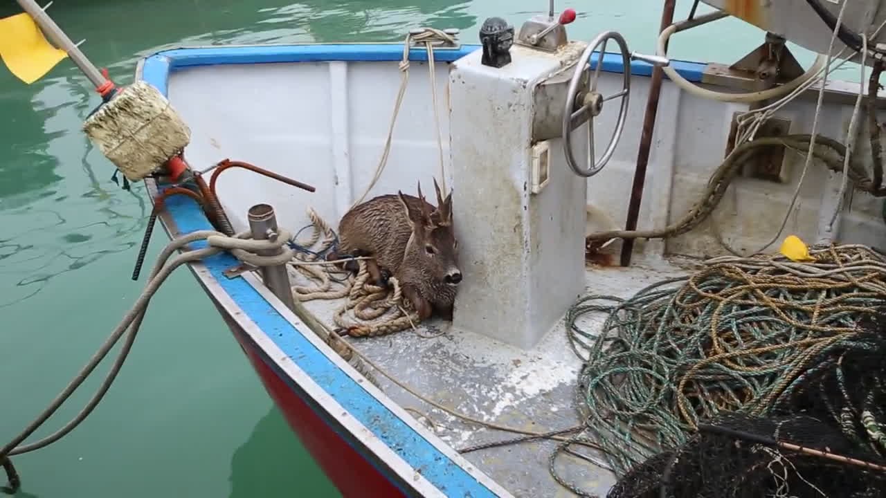 Was ein Fang! Italienischer Fischer findet Reh in Netz