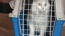 Syrischer Flüchtling wieder vereint mit Katze: „Nun ist alles andere egal“