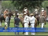 El caballo peruano de paso