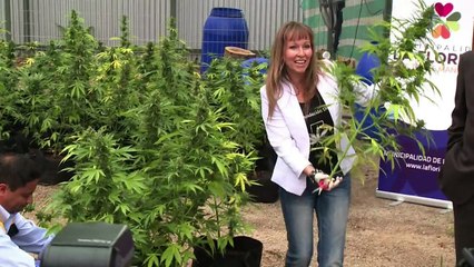 Chile cosecha su primera marihuana legal