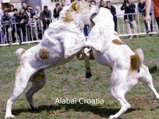 LOS 5 PERROS CON LA MANDÍBULA MAS FUERTE  DEL MUNDO.