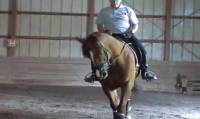 Heir Supreme--Dressage Appendix Quarter Horse