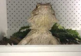 Bearded Dragon Tells Her Owner When She's Hungry