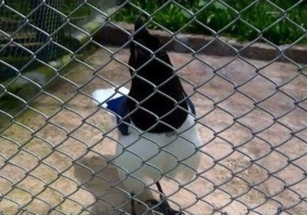 Exotic Bird Sounds Just Like a Computer Game