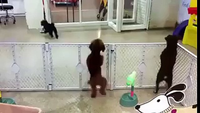 Ce que Fait ce Chien est VRAIMENT TROP DRÔLE !