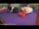 Cute Guinea Pigs Play Basketball