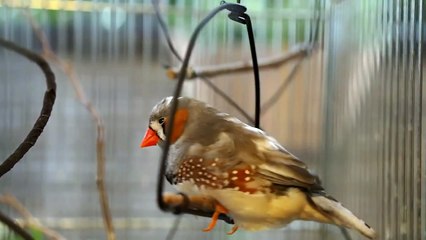 Zebra Finch sings on a swing