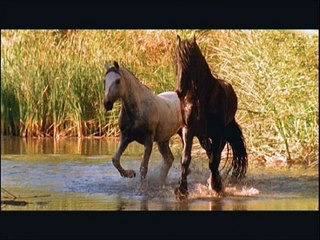 the young black stallion