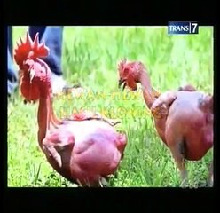 Hewan Hewan Hasil Kloning