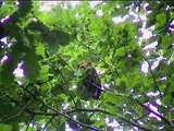 Tawny Owl eating oak leaves