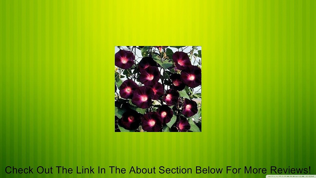 RARE KNIOLAS BLACK NIGHT MORNING GLORY 10 SEEDS Review