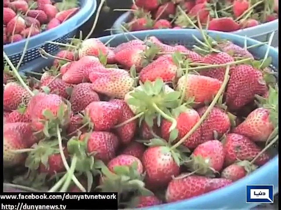 Strawberry planting