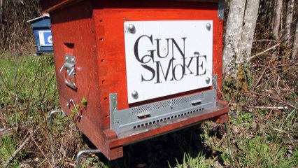 Ruche Gunsmoke : Printemps 2015