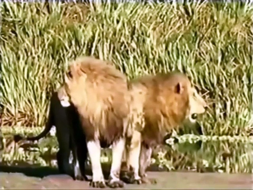 Brutal fight ! Two lions kill hyena with merciless attack