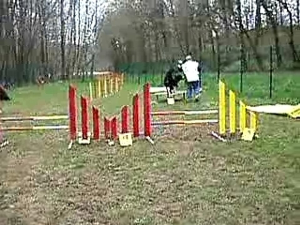 Tchaïky bouvier bernois entrain agility