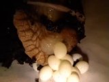 The land snail Achatina immaculata var pantera laying eggs