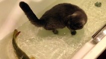 Un chat et un poisson prennent leur bain ensemble